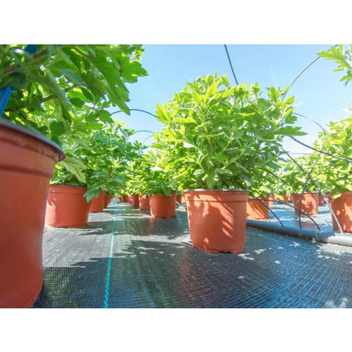 LÁTKA AGROTEX ČIERNA 1,6 X 20 VÁHA 70G/M2 /Flo/ - obr. 5