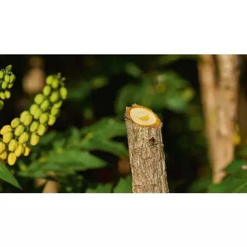 BOSCH EasyPrune (3)