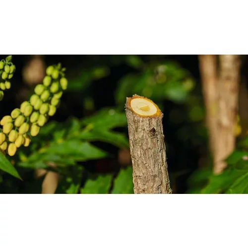 BOSCH Akumulátorové záhradné nožnice EasyPrune (7)